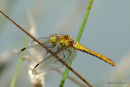 Ruddy Darter female
