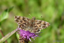 Mallow Skipper