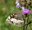Great Banded Grayling, Le Silene