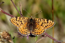 Spotted Fritillary female