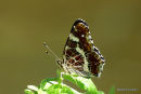 Map Butterfly, La Carte geographique