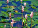 Polygonum amphibium, Amphibious Bistort 