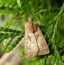 Great Dart male Agrotis crassa