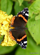 Red Admiral