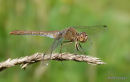 Southern Darter female
