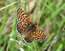 Glanville Fritillary