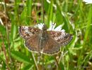 Dingy Skipper female