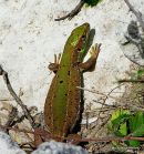 Green Lizard sub-adult