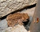 Natterjack, Crapaud calamite