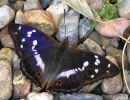 Purple Emperor male