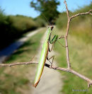 Praying Mantis