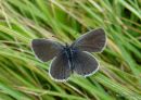 Provencal Short-tailed Blue female