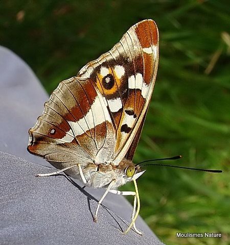 Purple Emperor female