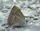 Purple Hairstreak