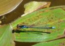 Red-eyed Damselfly male
