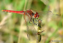 Red-veined Darter male