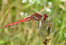 Red-veined Darter male