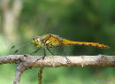 Ruddy Darter male imm