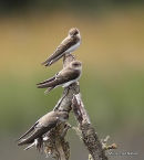 Sand Martins, Hirondelles de rivages, juveniles