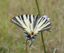 Scarce Swallowtail