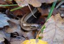 Slow Worm female/sub-ad