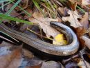 Slow Worm, Orvet, female/sub-ad