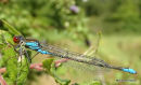 Small Red-eyed Damselfly male