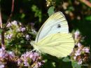 Green-veined White female, summer brood