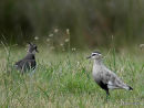 Sociable Plover