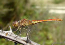 Southern Darter male
