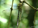 Southern Hawker male imm