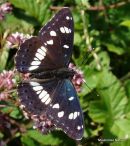 Southern White Admiral