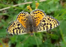Spotted Fritillary female