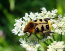 Trichius fasciatus/zonatus