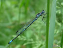 Variable Damselfly male, Agrion gracieux