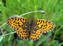 Weaver's Fritillary female