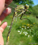Western Clubtail male