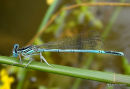 White-legged Damselfly, Agrion a larges pattes, male