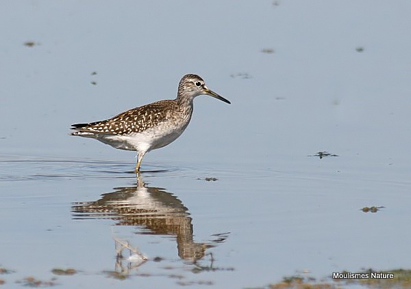 Wood Sandpiper prob adult