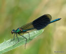 Banded Demoiselle male