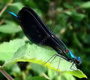 Beautiful Demoiselle male, Calopteryx vierge 