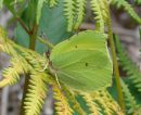Brimstone male, Le Citron