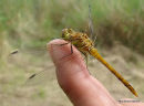Common Darter imm male