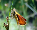 Essex Skipper male, L'Hesperie du dachtyle 