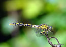 Green-eyed Hooktail fem