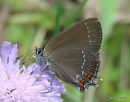 Ilex Hairstreak