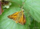 Large Skipper male, Le Sylvaine