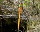 Norfolk Hawker male