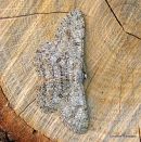 Pale Oak Beauty Hypomecis punctinalis
