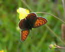 Sooty Copper female